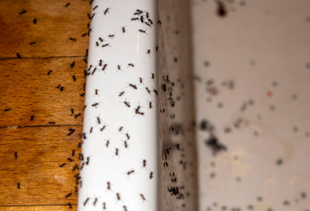 Reliable Gardner, MA Pest Control Solutions